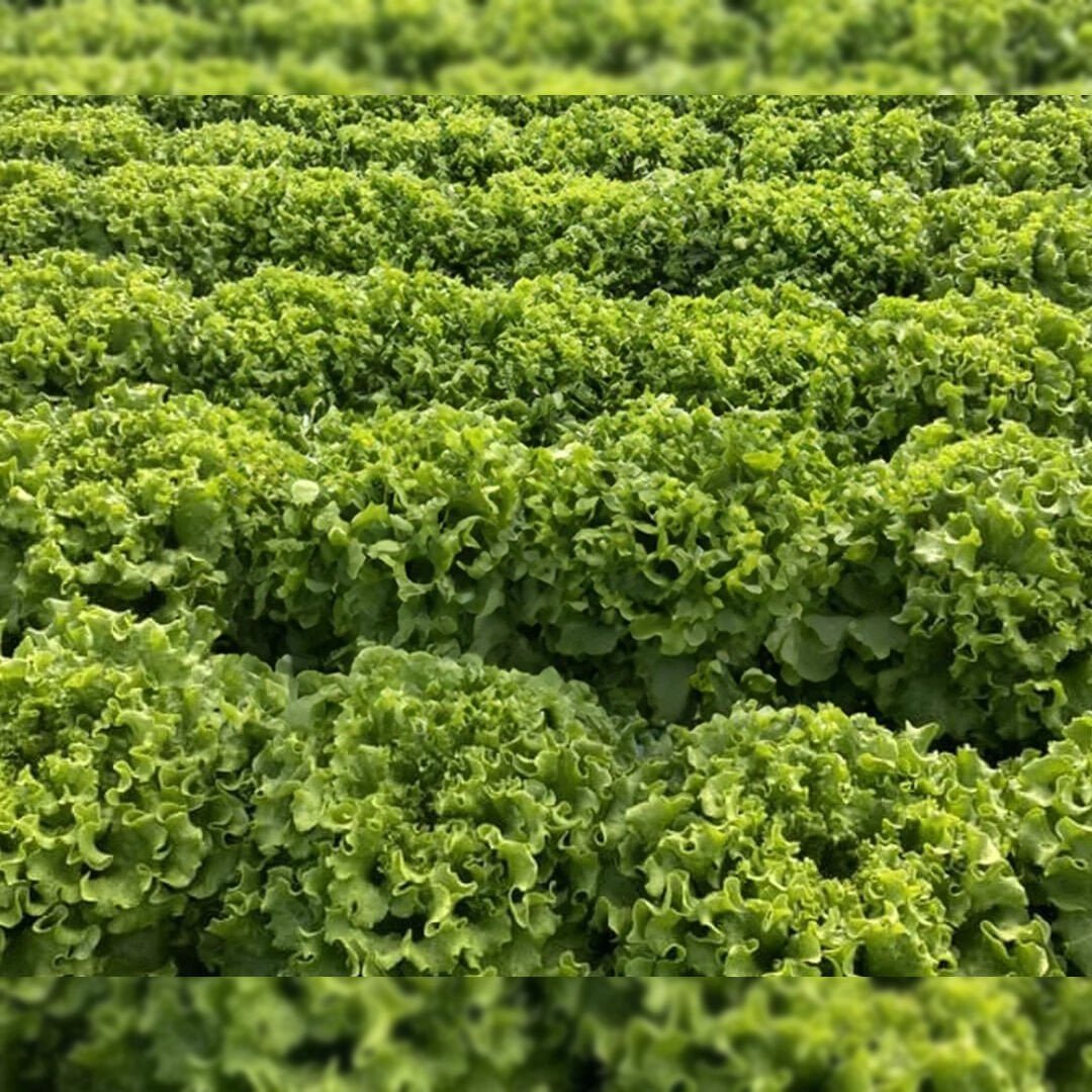 YÖRÜNGE